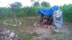 Lovina’s children made this campout area in their cornfield this summer. 
