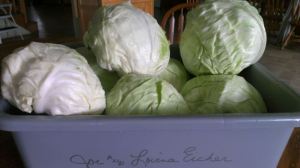 Lovina’s cabbages did well this year. These heads were recently harvested from her garden.