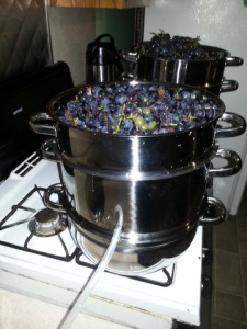 Cooking the grapes to make grape juice.