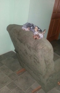 Izzy manages to sleep on the top of the recliner.