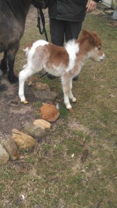 Susan’s pony, Prancer, soon after he was born.