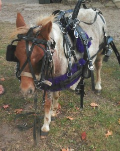 Lovina’s daughter Susan is looking forward to warmer weather so that she can train her miniature pony, Prancer.