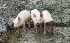 Lovina's son Kevin suggested naming their little pigs. His mother suggested otherwise.