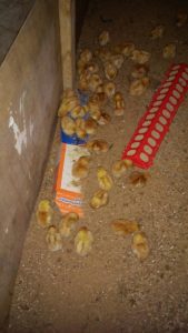 Lovina's family was excited to receive 42 baby chicks this week.