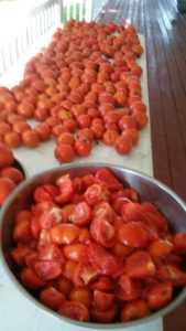 As summer winds down, the Eicher family has been busy picking tomatoes from their family garden.