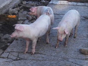 Three little pigs are great ways to get rid of excess garden produce.