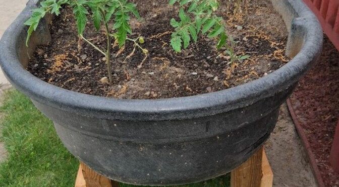 Lovina Enjoys Warm Windy Days for Laundry and the Garden is Planted
